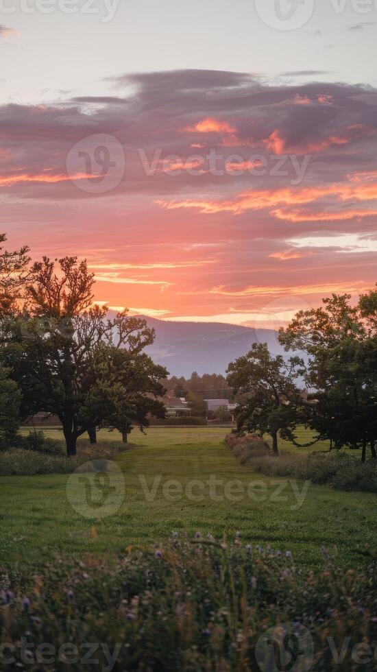 A field with trees and grass photo