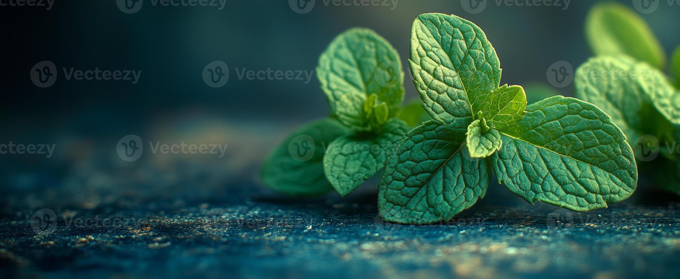 Fresh mint leaves on a dark surface. Vibrant green mint leaves are arranged on a textured dark surface, showcasing their intricate details and freshness. photo