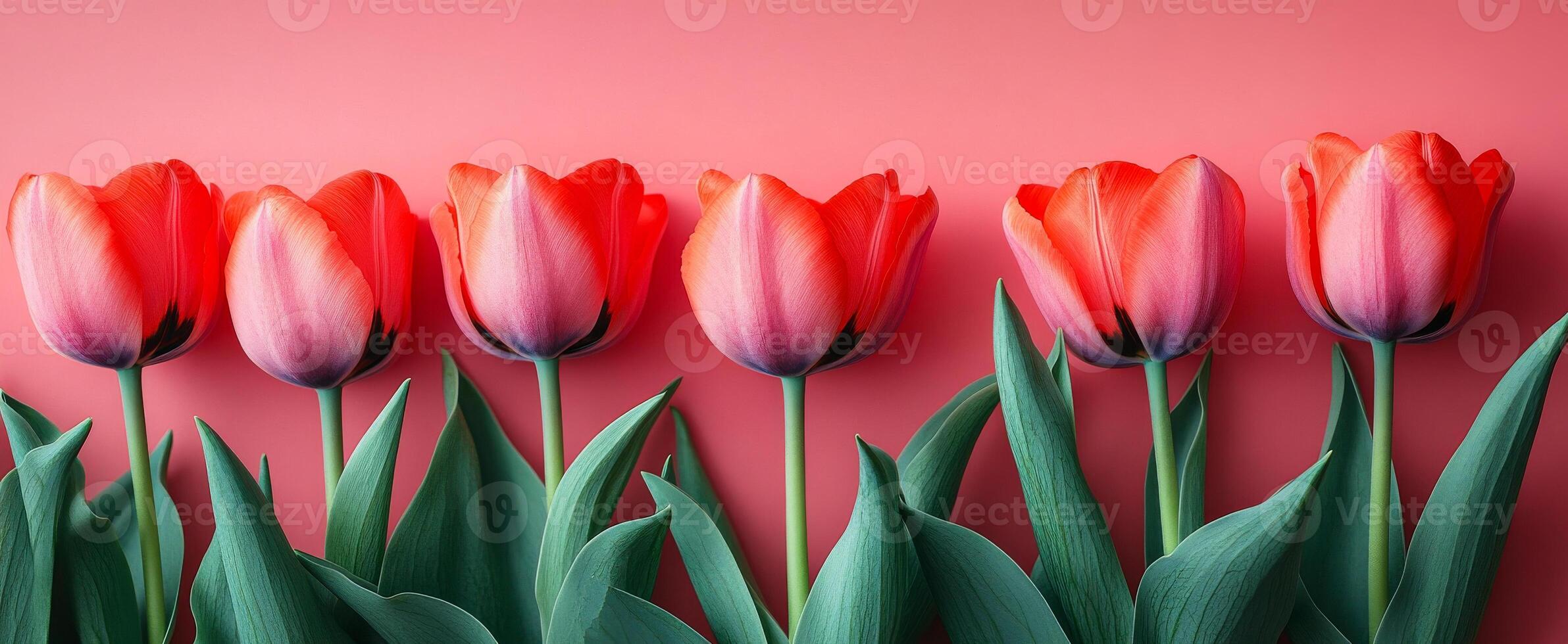 Red tulips on pink bg. Rows of vibrant red tulips with green leaves are arranged against a soft pink backdrop, creating a colorful display. photo