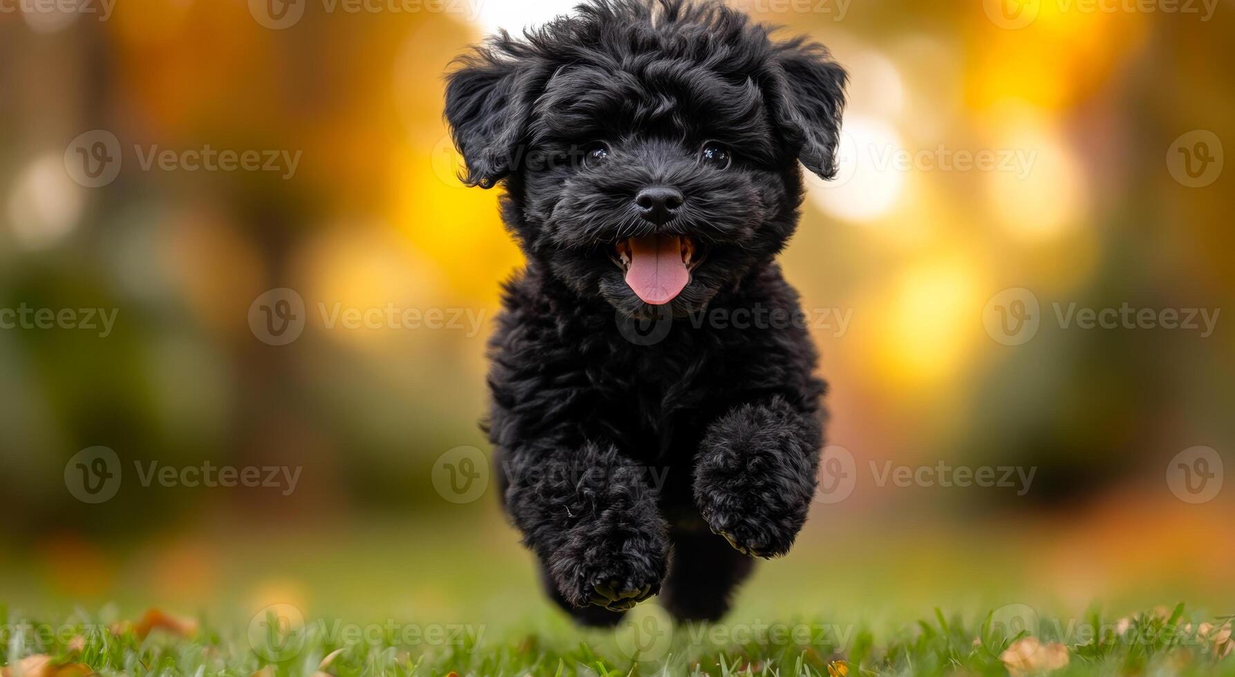 A black dog is running on a grassy field. The dog is happy and excited, with its tongue hanging out. The scene is lively and energetic, with the dog's joyful expression and the bright green grass photo