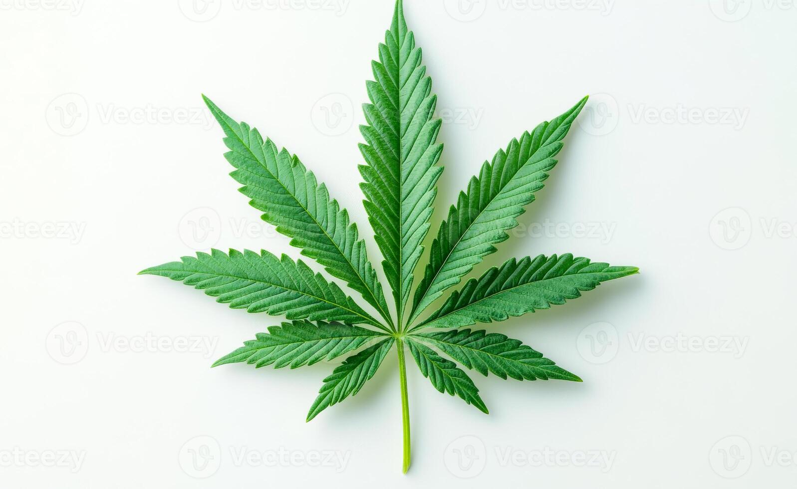 A leaf of a marijuana plant is shown on a white background photo