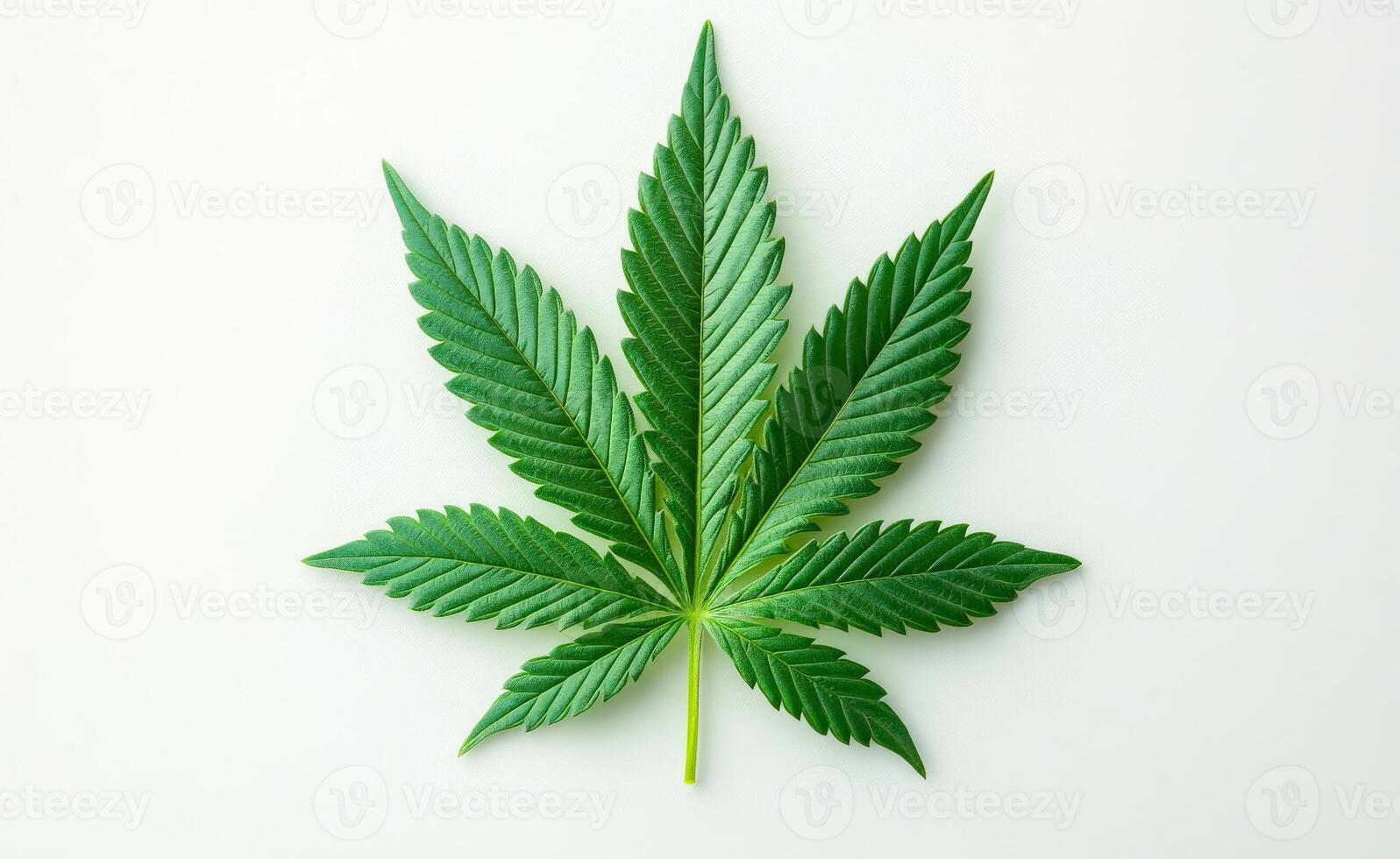 A leaf of a marijuana plant. The leaf is green and has a pointed tip. The leaf is the main focus of the image photo