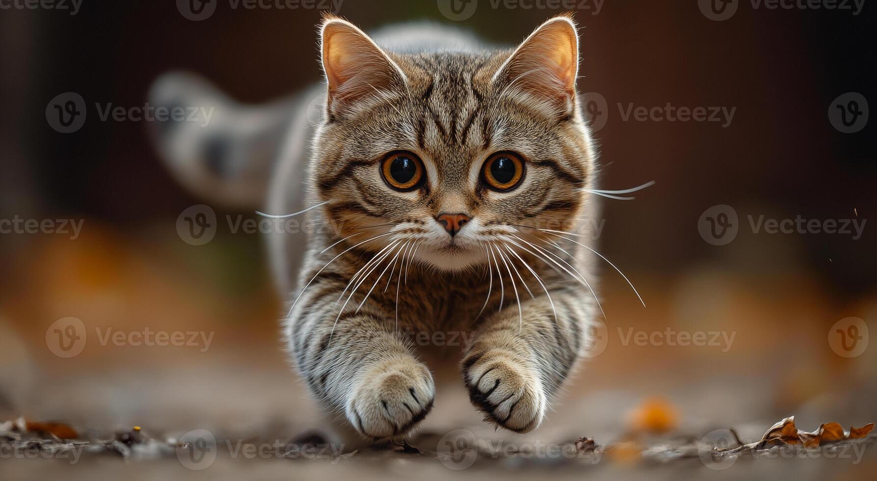 A cat is running on the ground with its paws outstretched. The cat is looking at the camera with a curious expression. Concept of playfulness and energy, as the cat is in motion photo