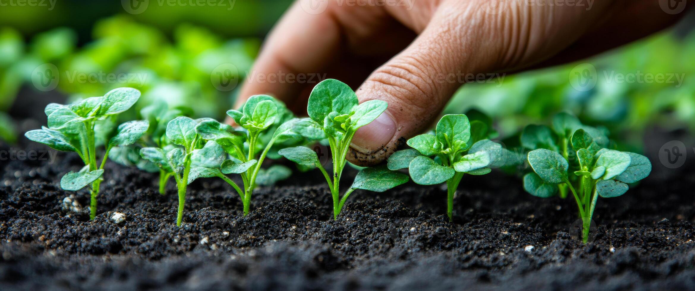 A hand is touching a row of young plants in the dirt. The plants are small and green, and they are growing in a row. Concept of growth and nurturing photo