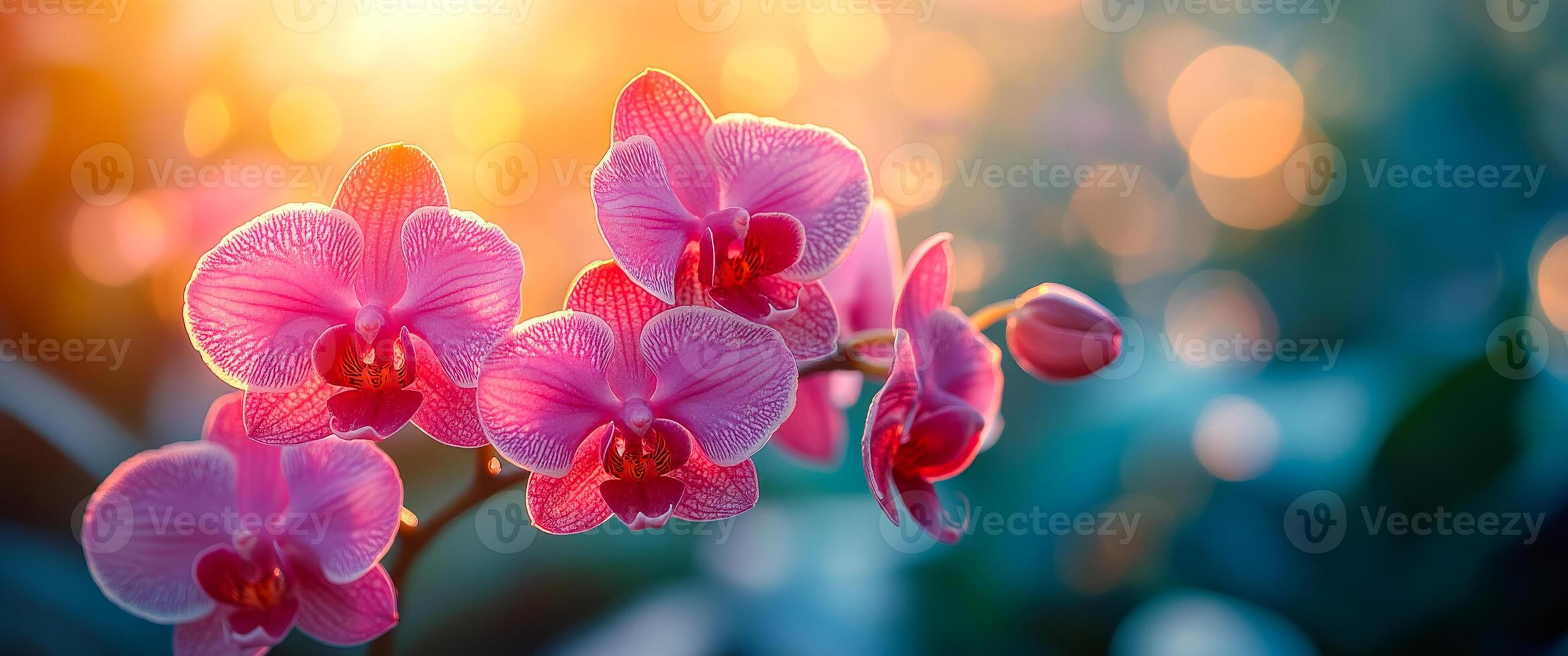 A bunch of pink orchids with a blue background. The flowers are in full bloom and the background is a mix of blue and green photo