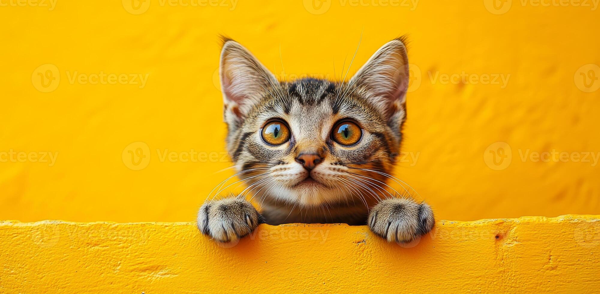A cat is looking at the camera from behind a yellow wall. The cat is looking at the camera with a curious expression photo