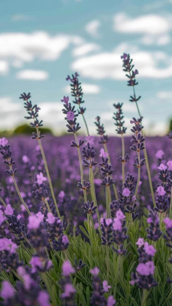 Lavender seamless pattern rustic and cute provencal style great for fabrics greeting cards wallpapers wrapping paper background photo