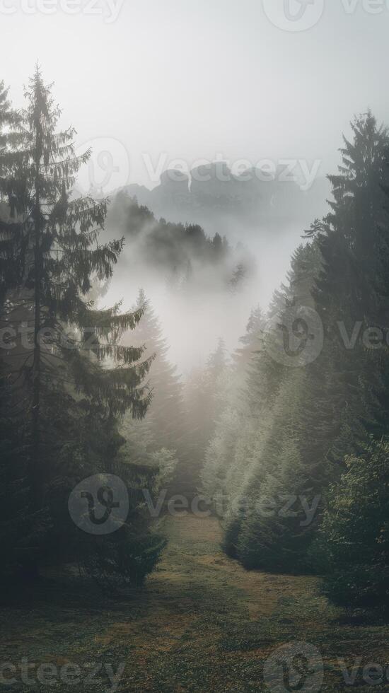 A foggy forest with trees and rocks photo