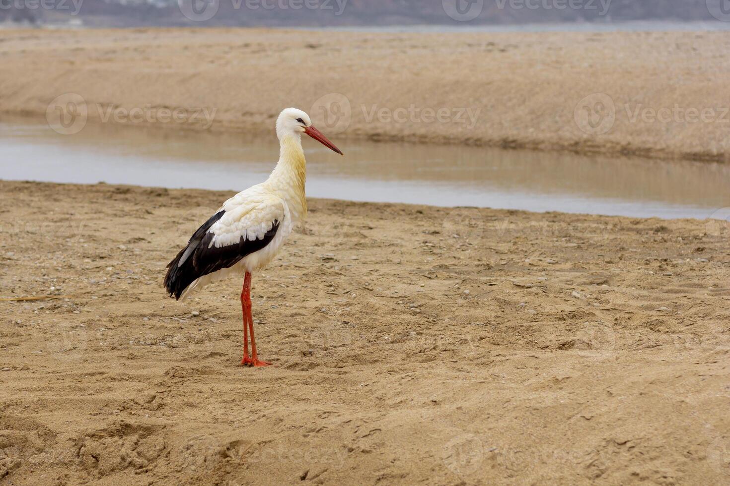 White stork on sand near river photo
