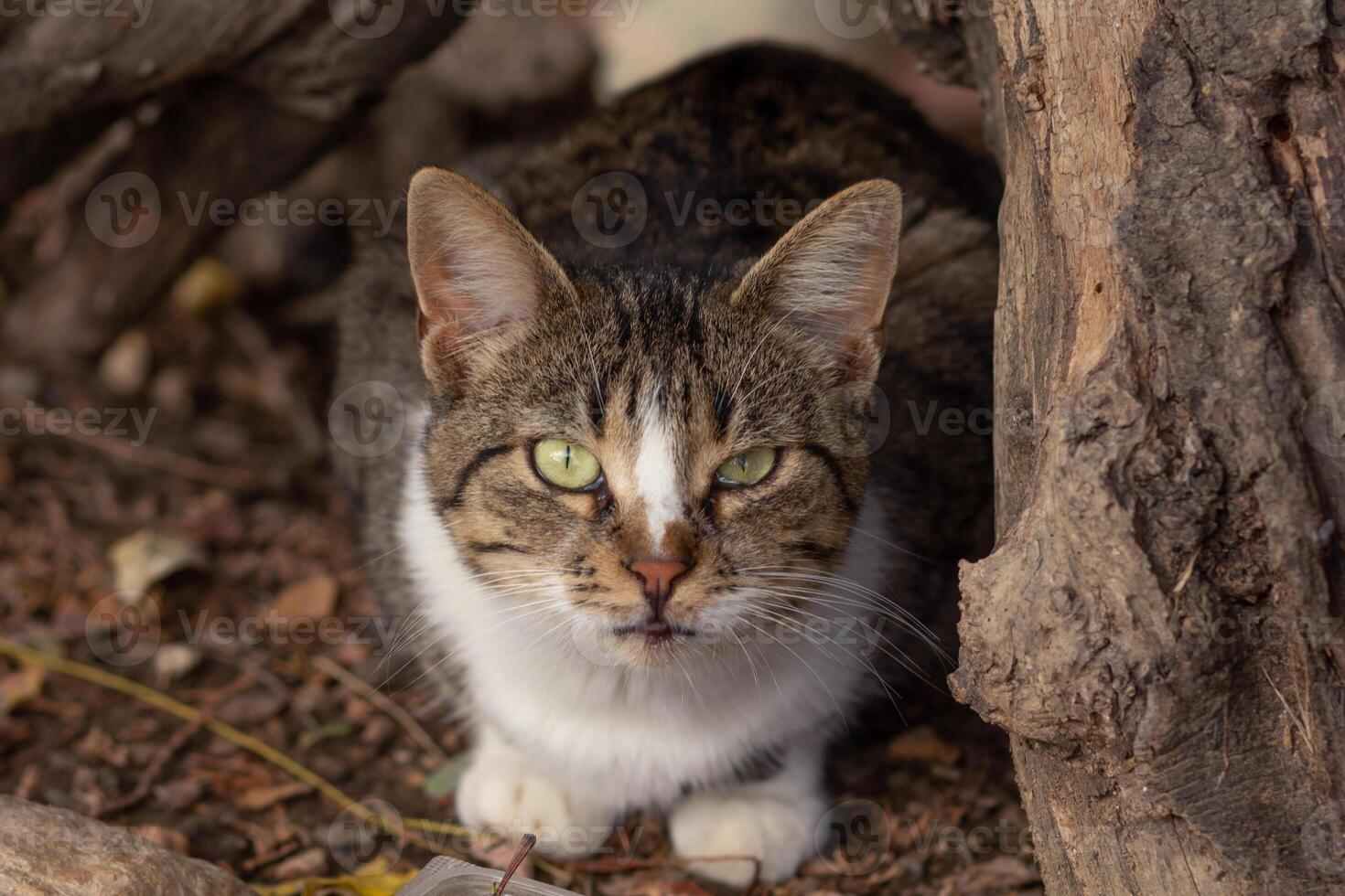 Portrait of homeless cat with eye conjunctivitis looking at camera photo