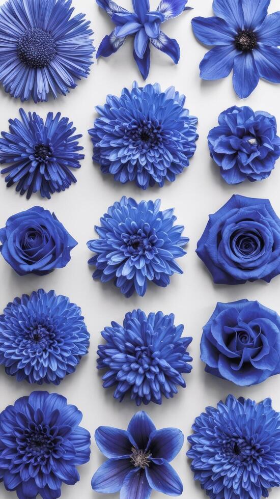 Big collection of various blue head flowers aster iris clematis chrysanthemum rose dahlia lily isolated on a white background flat lay top view photo