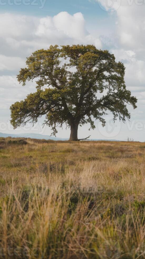 A lone tree in a field photo