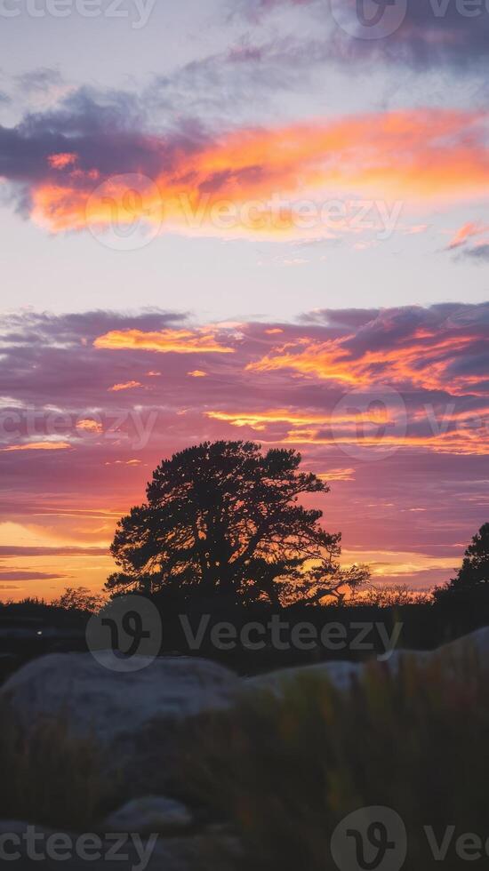 A tree is silhouetted against a colorful sunset photo
