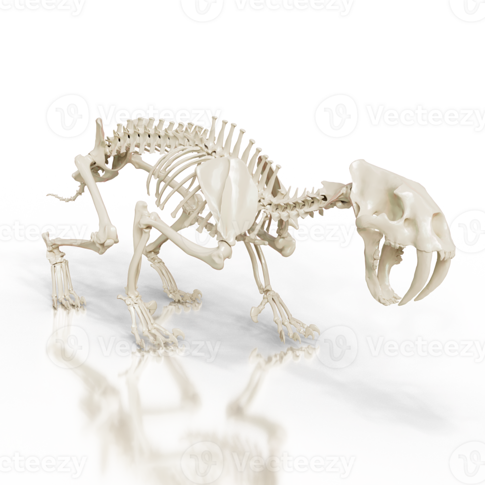 Saber-Toothed Cat Bone Structure png