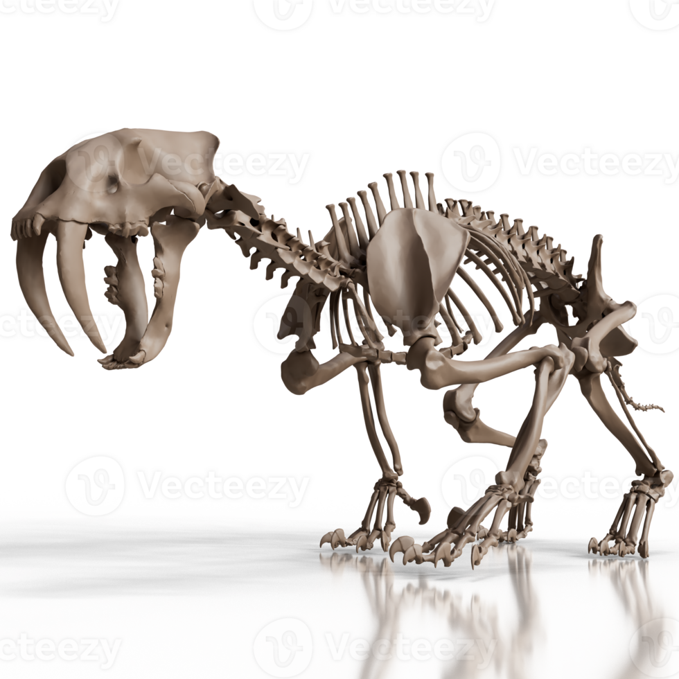 Prehistoric Big Cat Bone Structure png