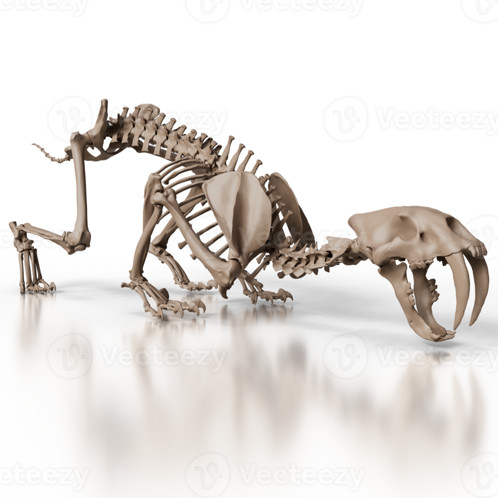 Sabretooth Skull and Bones png