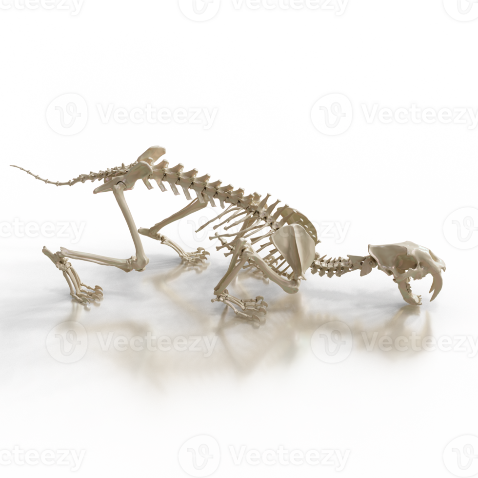 Sabretooth Fossil in Museum Display png