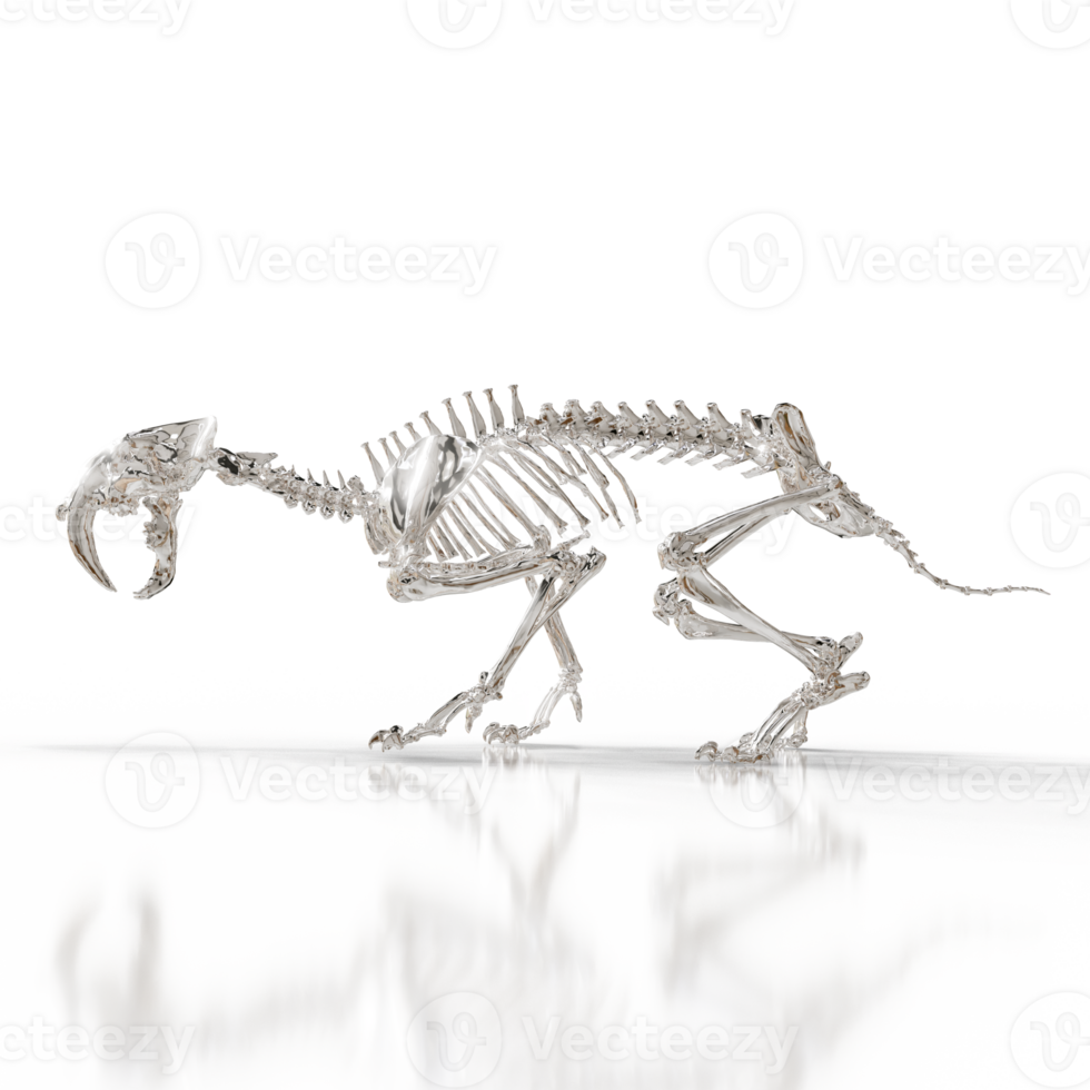 Sabretooth Fossil Skeleton png