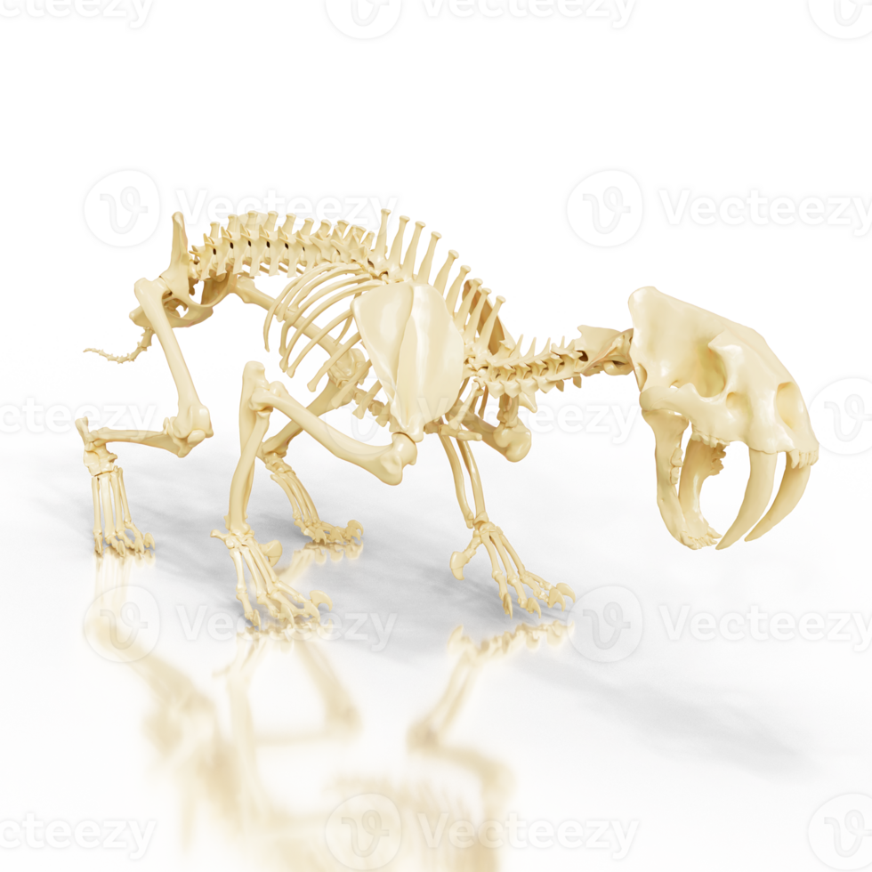 Sabretooth fossil Structure png