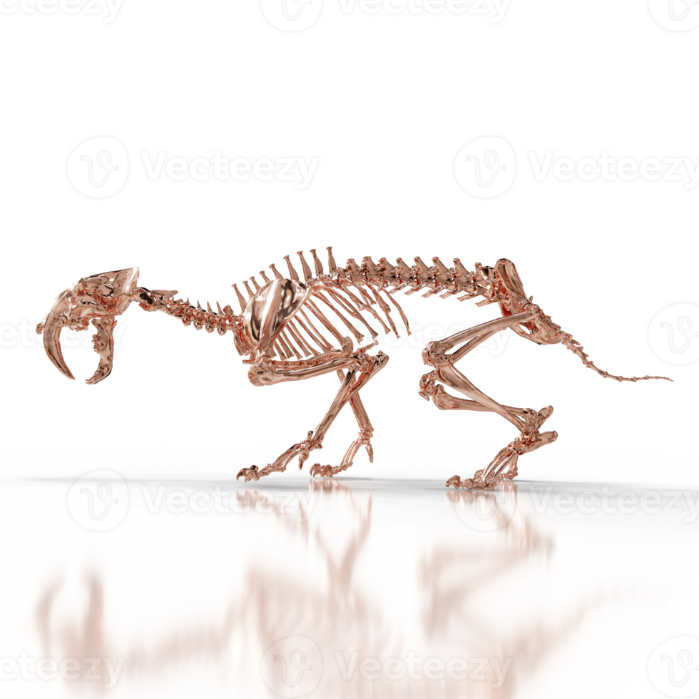 Sabretooth Fossil Remains png