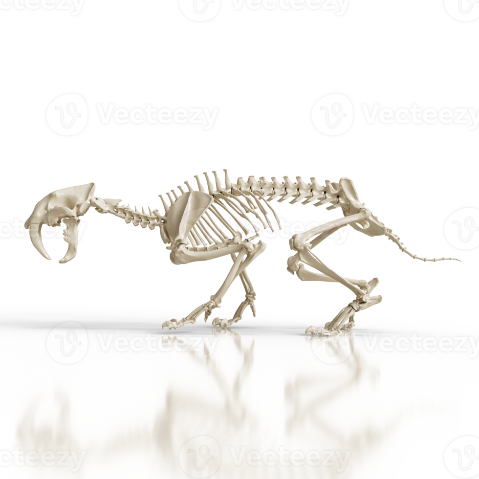 Sabretooth Fossil Display png