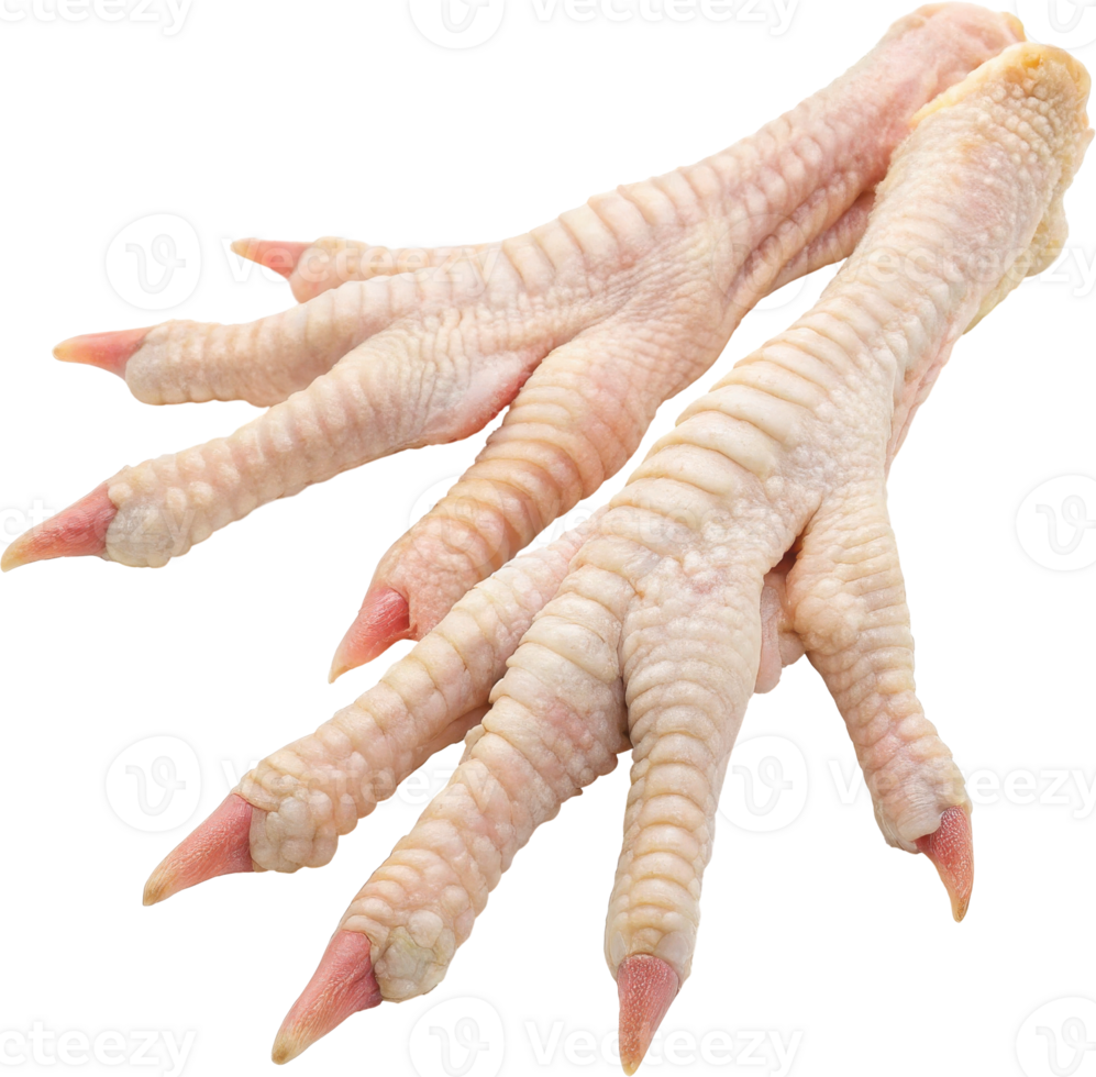 Close up of Uncooked Chicken Feet with Claws and Talons png