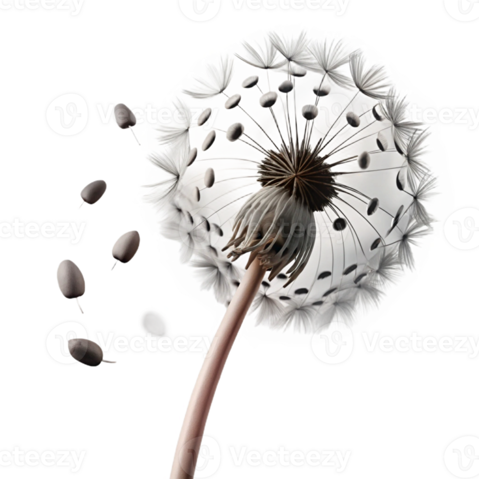 serene modern dramatic traditional A single dandelion seedhead with seeds blowing in the wind, delicate and ethereal, black and white photography premium genuine png