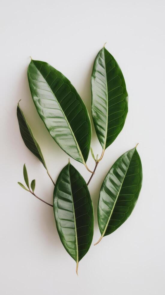 Fresh leaves of gotu kola on white photo