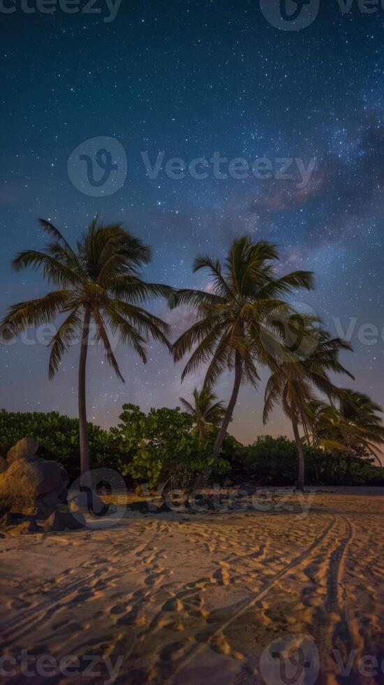 Palm trees on a beach at night with stars in the sky photo