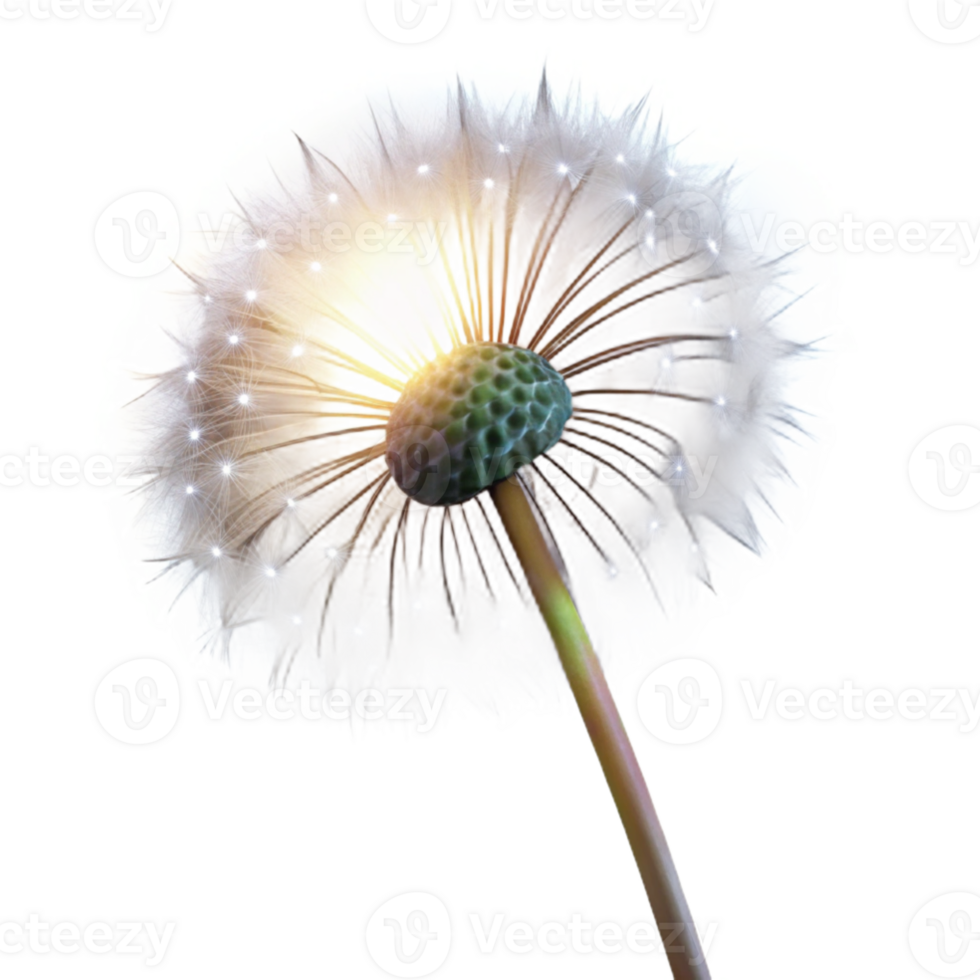 serene modern extraordinary vintage A close-up of a single dandelion seedhead, delicately lit from behind, with ethereal, dreamlike lighting, in a macro photography style original 4K png