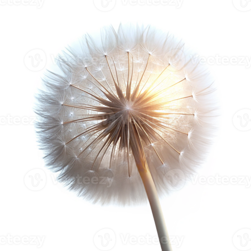 wonderful abstract serene minimalist A close-up of a single dandelion seedhead, delicately lit from behind, with ethereal, dreamlike lighting, in a macro photography style detailed exclusive png
