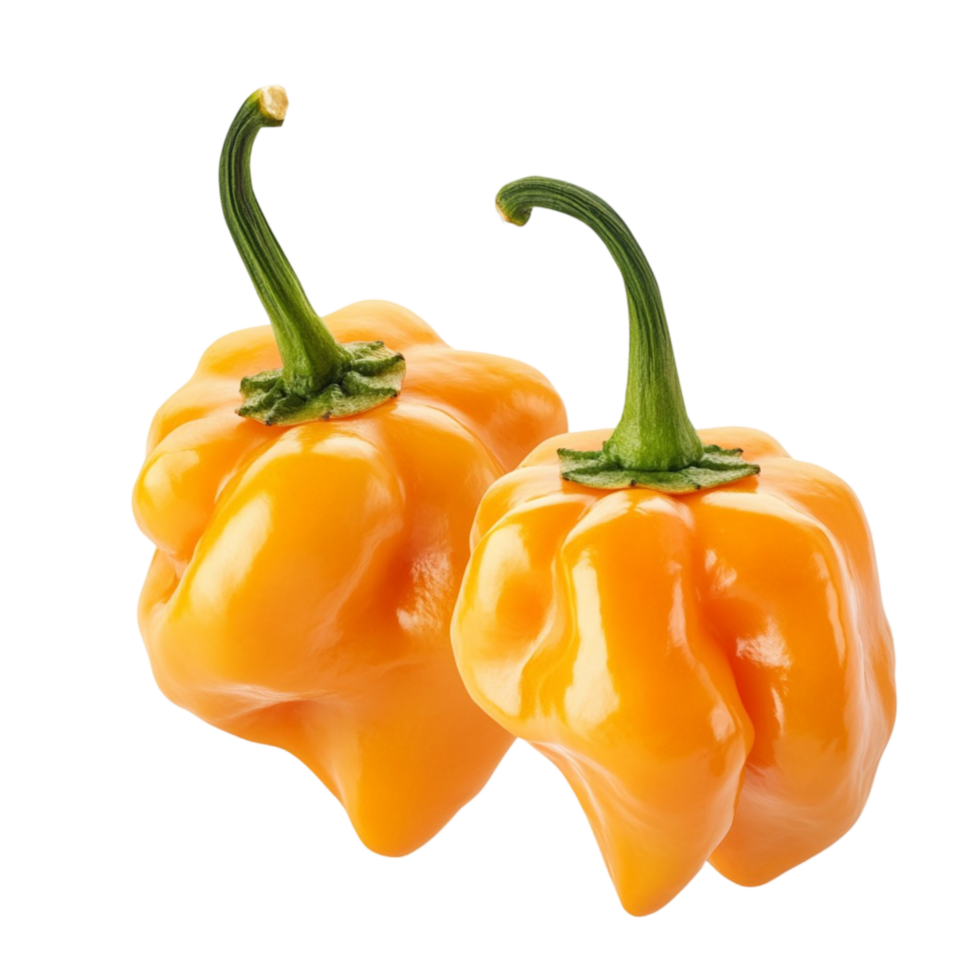 Two orange habanero peppers with a wrinkled and glossy texture png