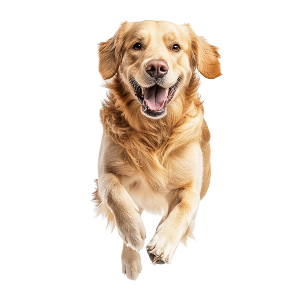 Happy golden retriever dog running joyfully with its tongue out and ears flapping png