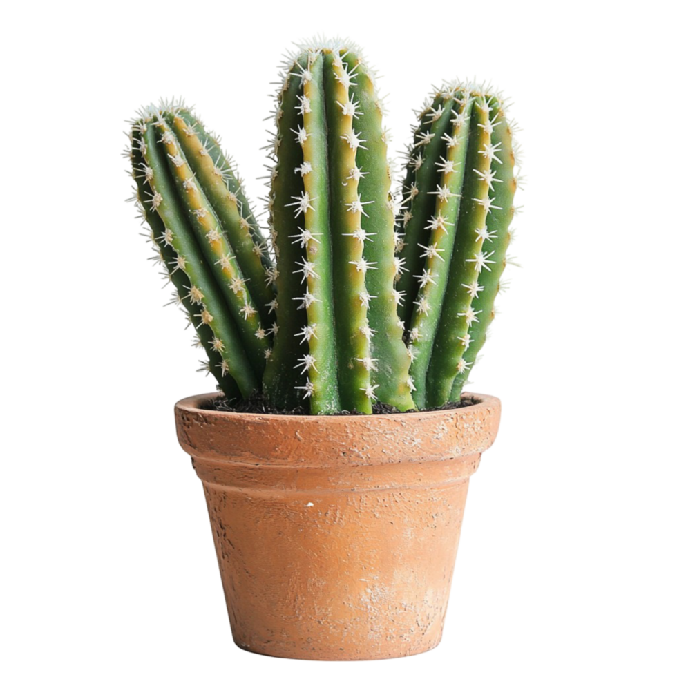 Small potted green cactus with sharp spines and a base png