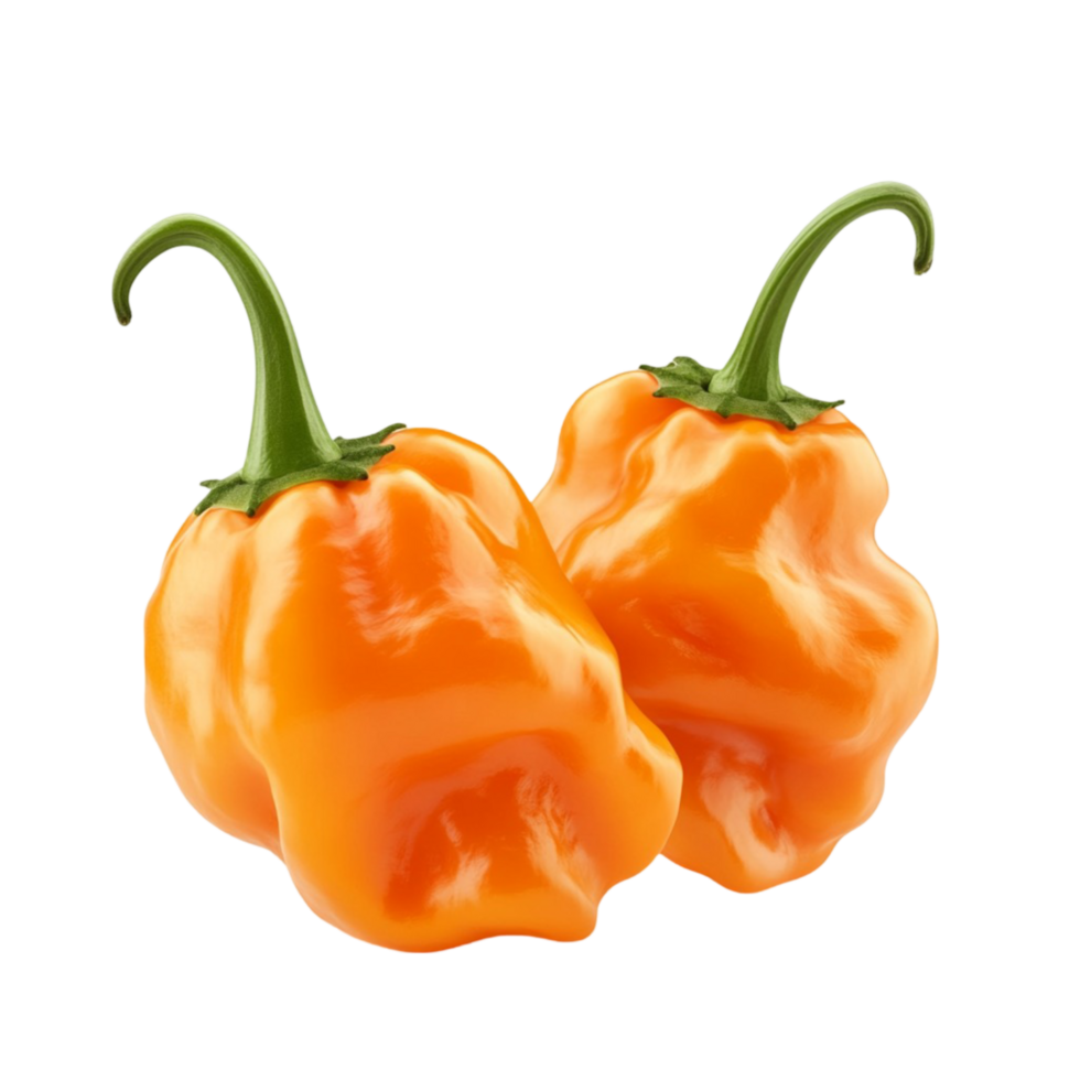 Two orange habanero peppers with green stems and wrinkled skin png