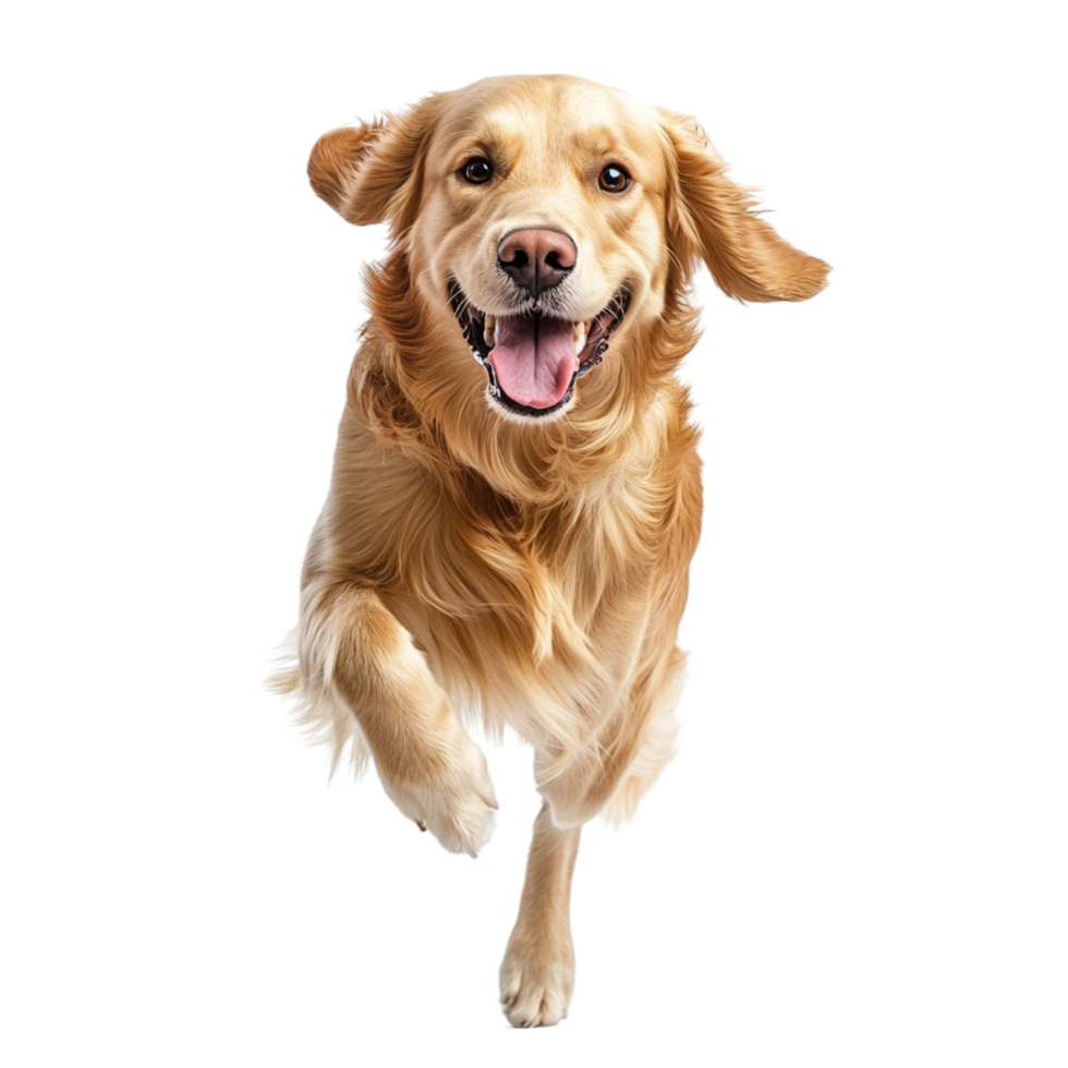 Happy golden retriever running forward with excitement png