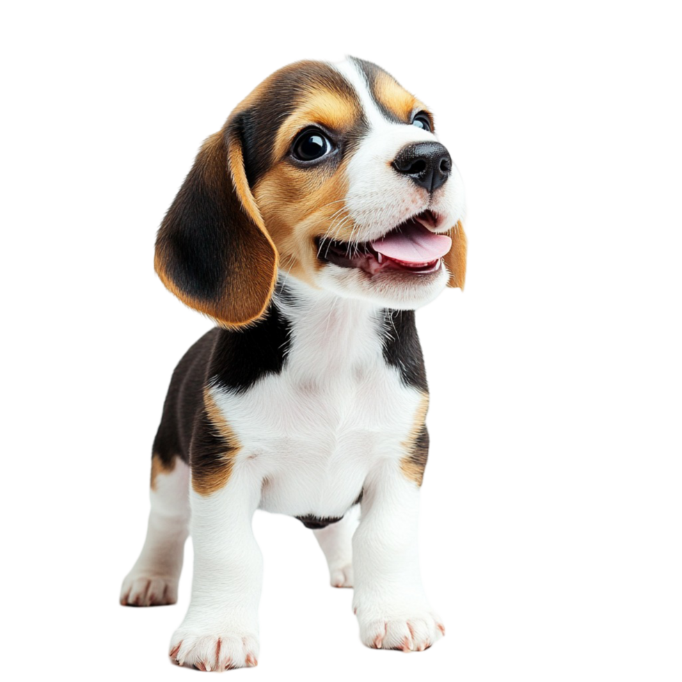 Cute beagle puppy with floppy ears and a playful happy expression png