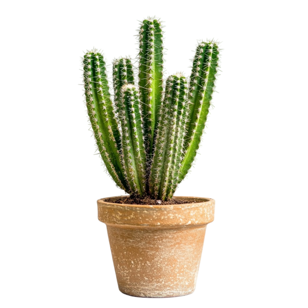 Tall green cactus in a simple terracotta pot with multiple spiky arms png