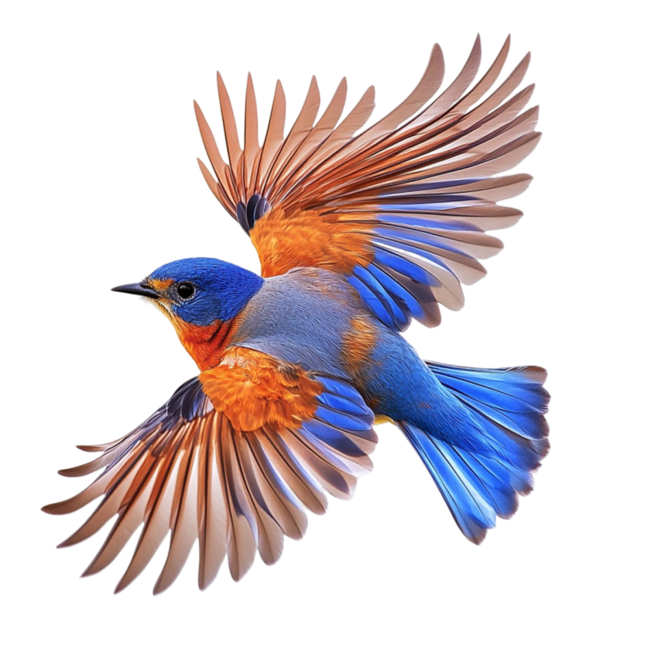 Blue and orange bird flying with its wings fully spread png