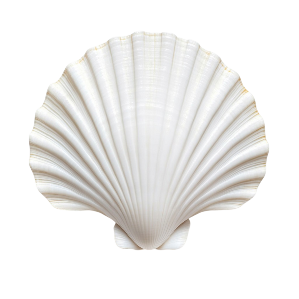 Large white seashell with a and ridged surface png