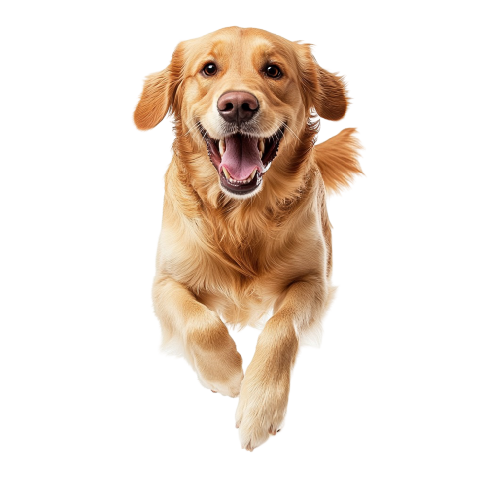 Happy golden retriever puppy running towards the viewer png