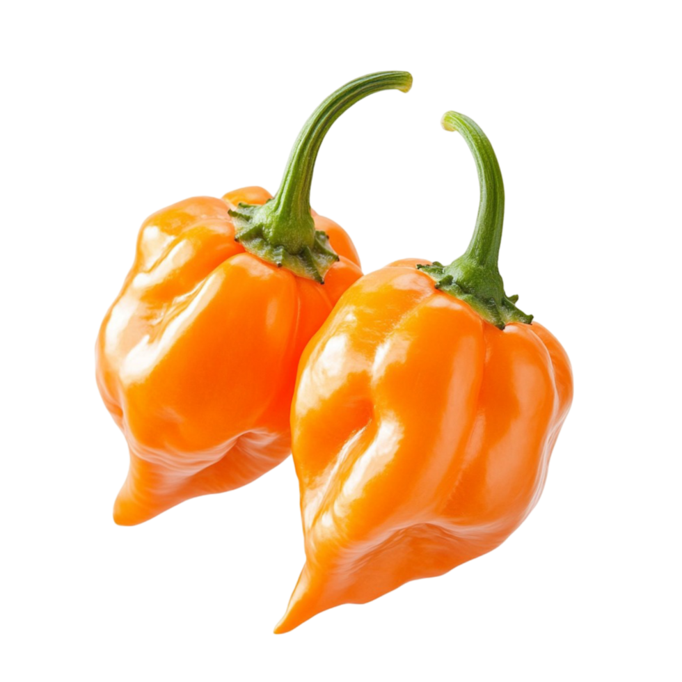orange habanero peppers with a wrinkled texture and a spicy aroma png