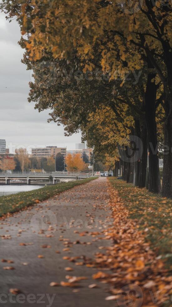 A path lined with trees and leaves photo