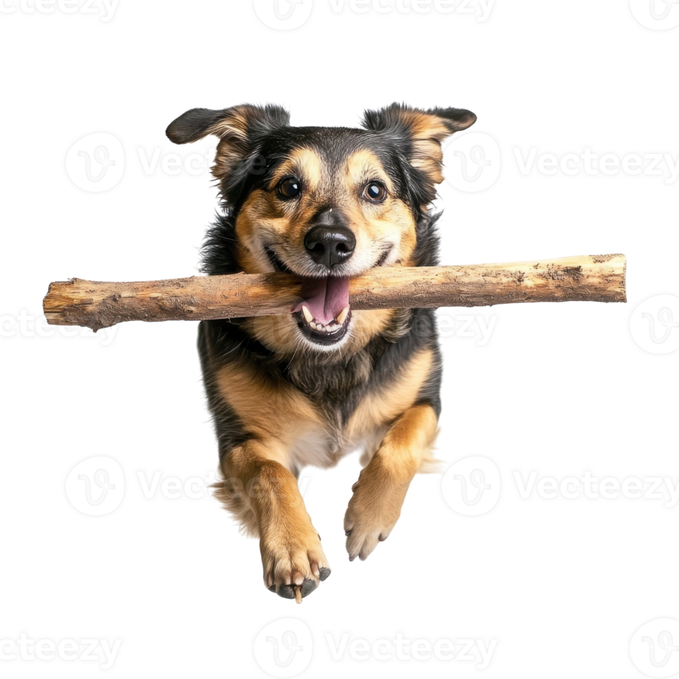 Happy Dog Playing Fetch on transparent background. png