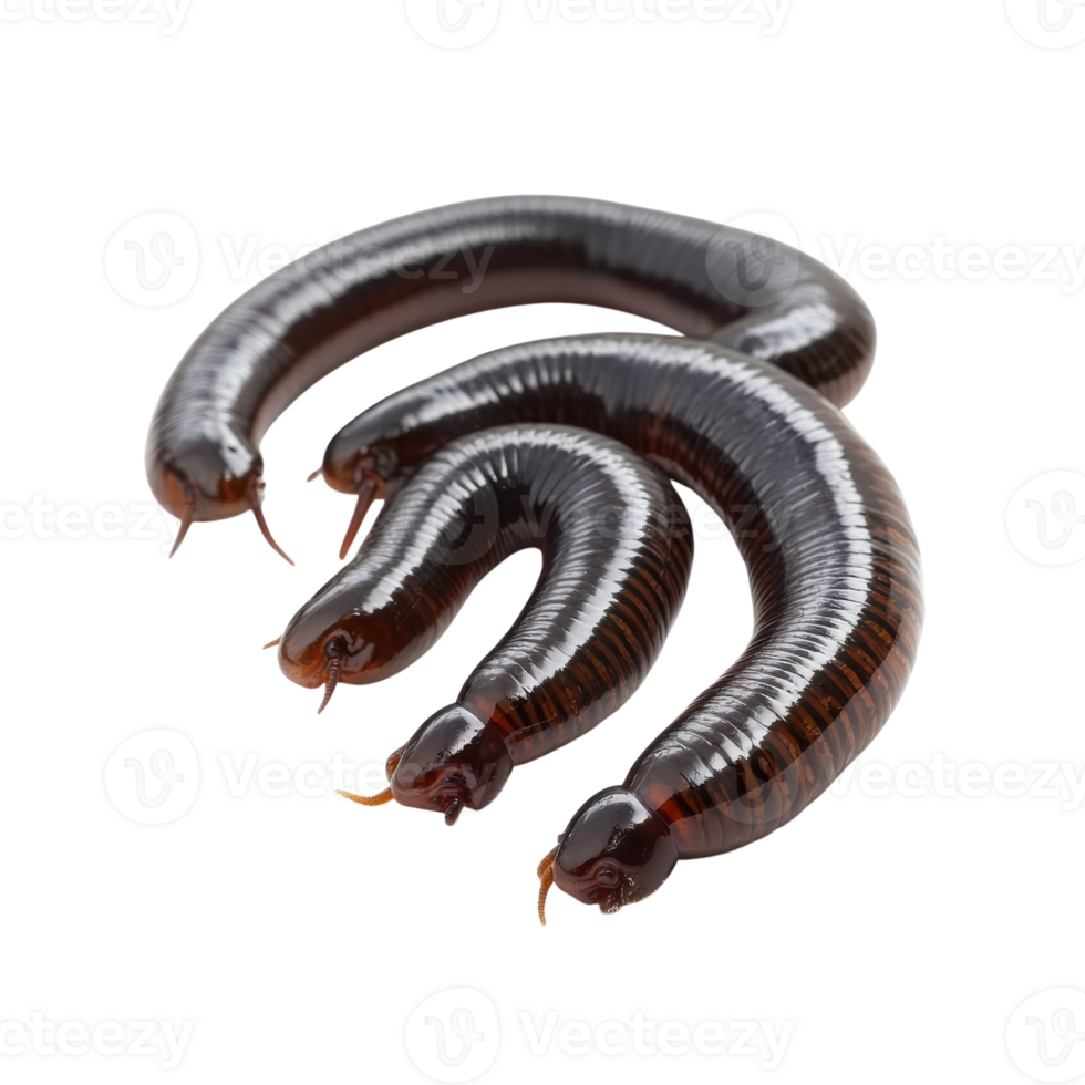 Earthworms Isolated On White on transparent background. png