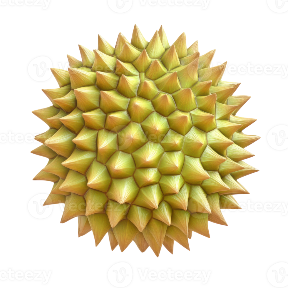 Durian Fruit 3D Model White on transparent background. png