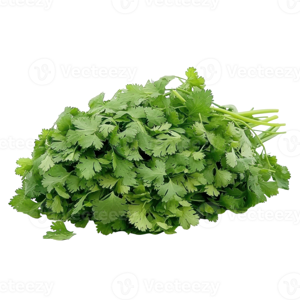 Fresh Cilantro Leaves Background on transparent background. png