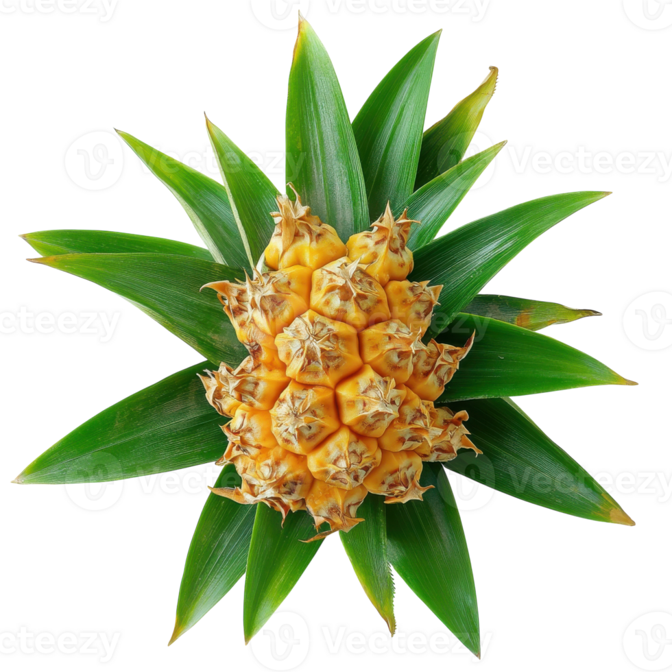 Fresh Pineapple with Green Leaves on transparent background. png