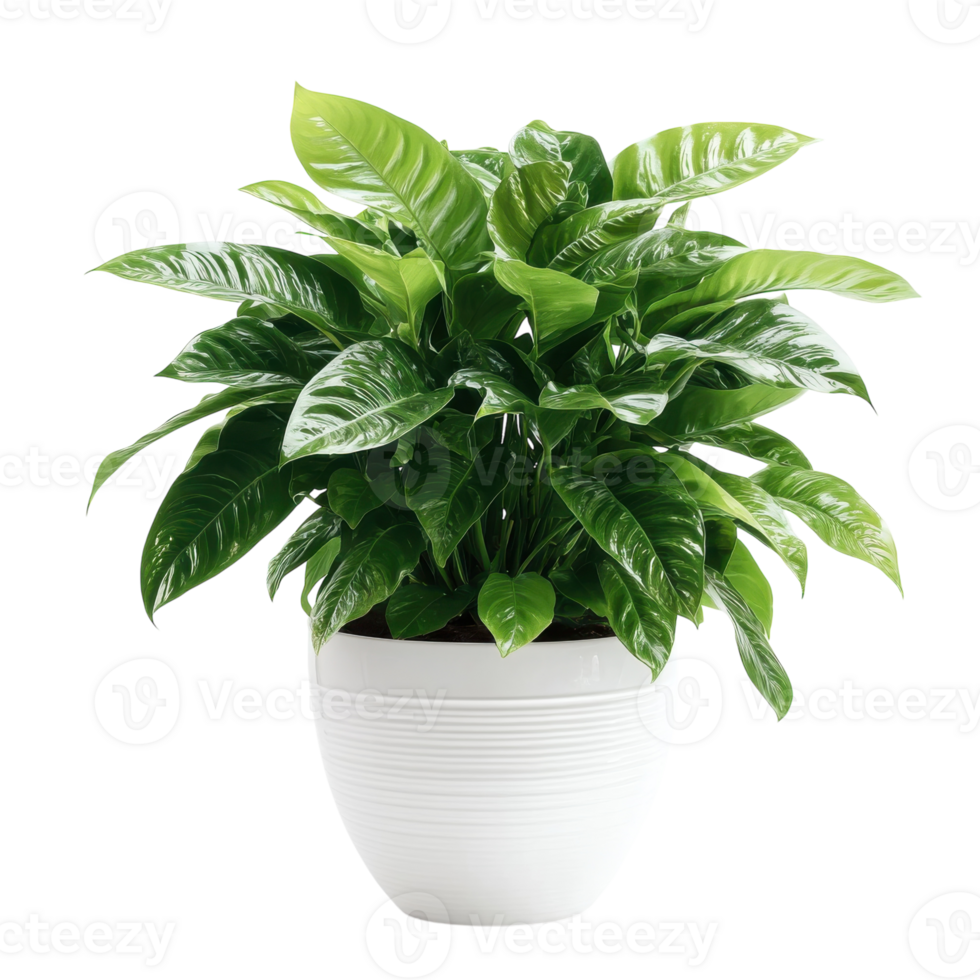 Lush Green Houseplant in White Pot on transparent background. png
