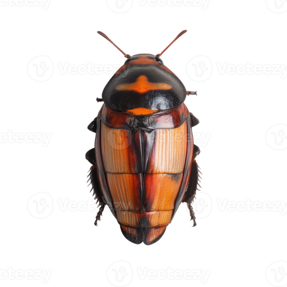 Pennsylvania Cockroach Crawling on transparent background. png